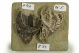 Fossil Crinoid and Gastropod Plate - Crawfordsville, Indiana #310199-2